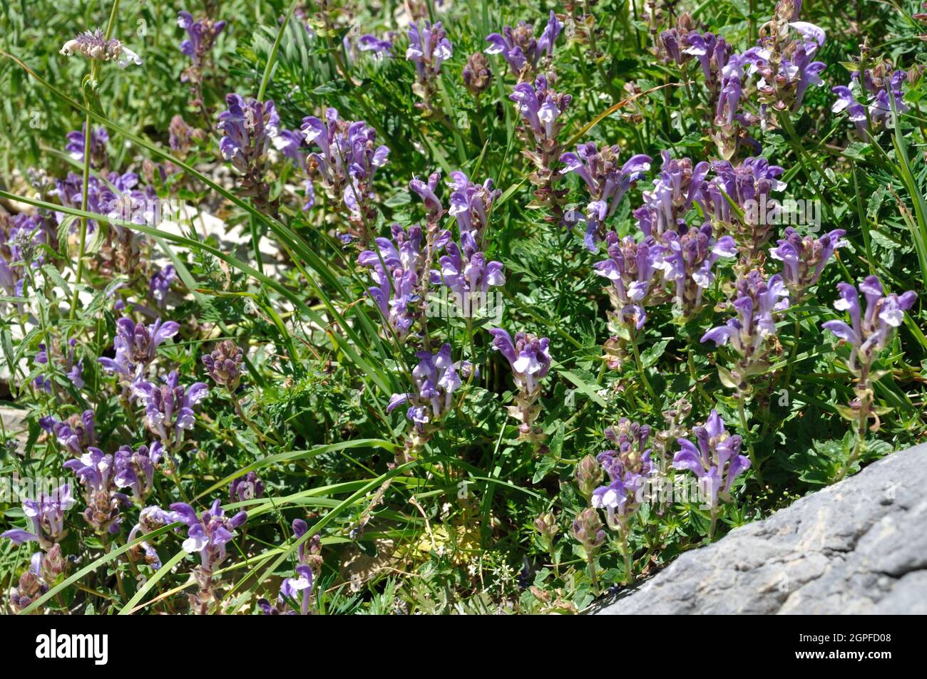 Scutellaria alpina in the Alps Stock Photo
