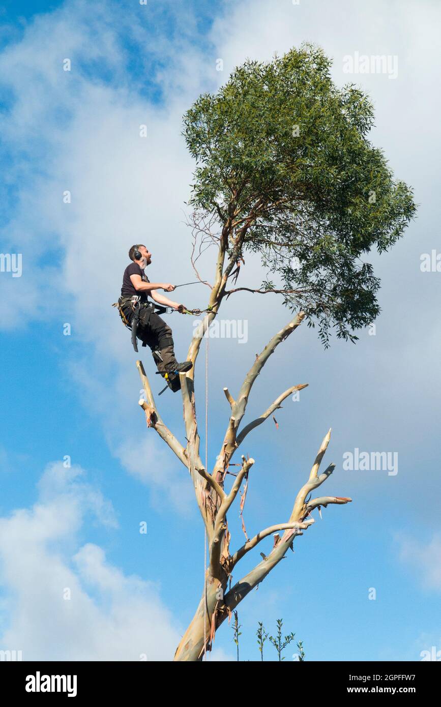 Tree Surgeon, working with ropes, sawing and cutting the branches off a Eucalyptus specimen as the tree is completely removed. UK. England (127) Stock Photo