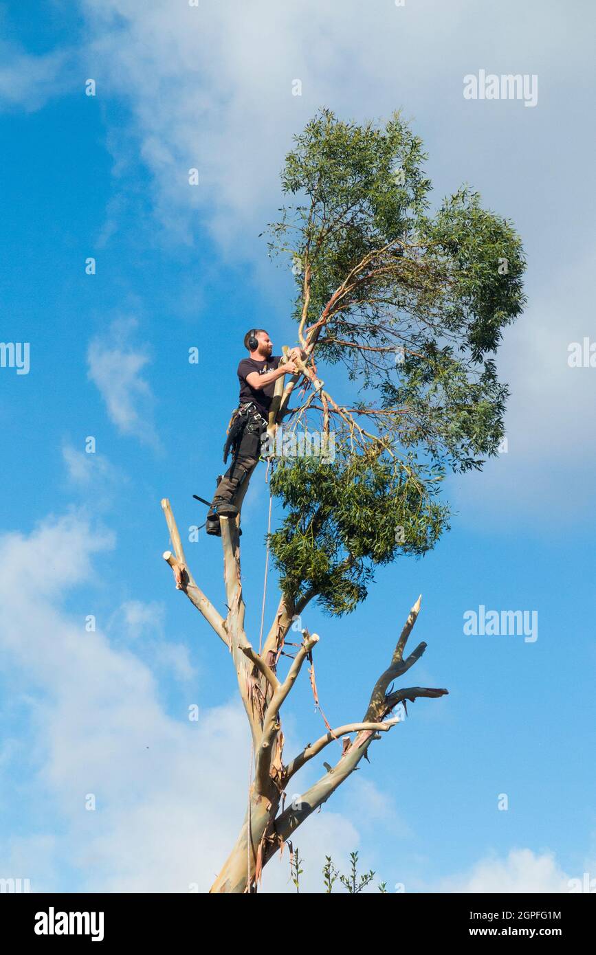Tree Surgeon, working with ropes, sawing and cutting the branches off a