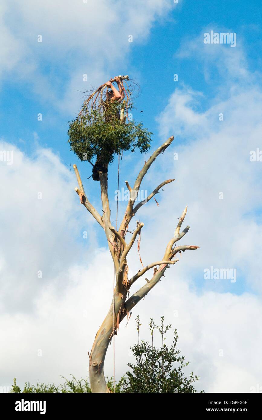 Tree Surgeon appears to be hiding or playing hide and seek whilst working with ropes, sawing and cutting the branches off a Eucalyptus specimen as the tree is completely removed. UK. England could also illustrate an equivalent of the saying: head in the sand. (127) Stock Photo