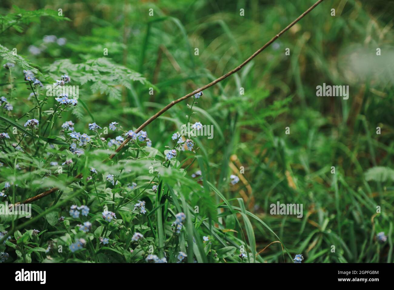 wildflowers growing in Australian bush Stock Photo Alamy