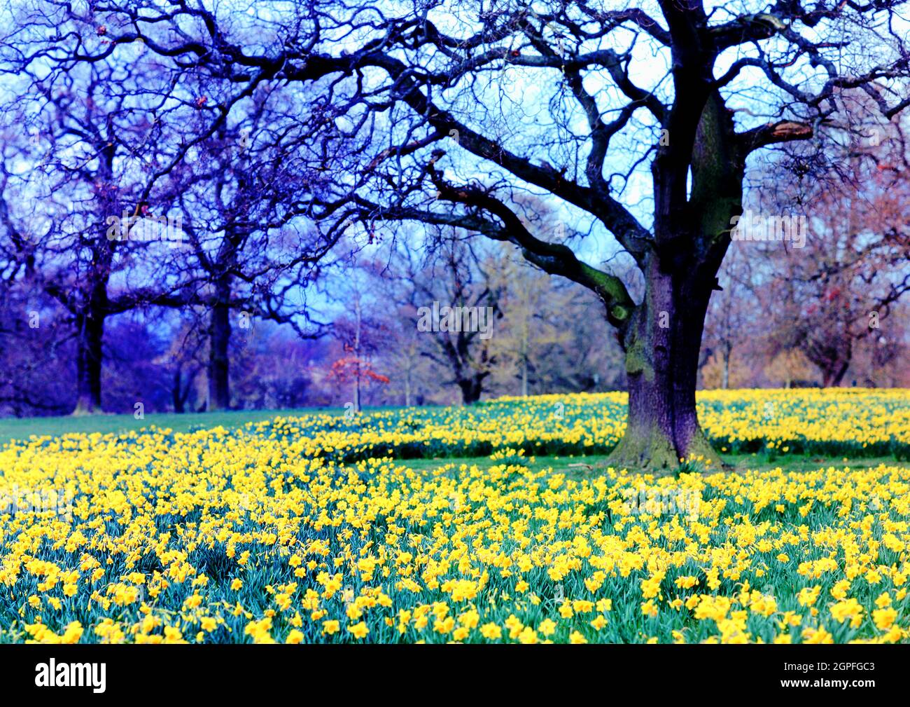Daffodils, Wynyard Hall , Stockton on Tees, Cleveland, England Stock Photo