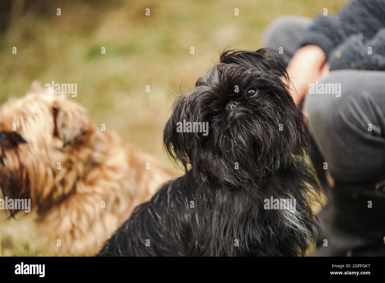 Cute black brussels griffon puppy exploring nature setting Stock Photo