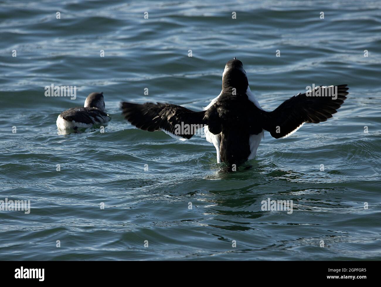 A Guillemot flaps its wings after a vigorous grooming session whilst floating and resting on a calm sea. These small auks nest on the rocky cliffs Stock Photo