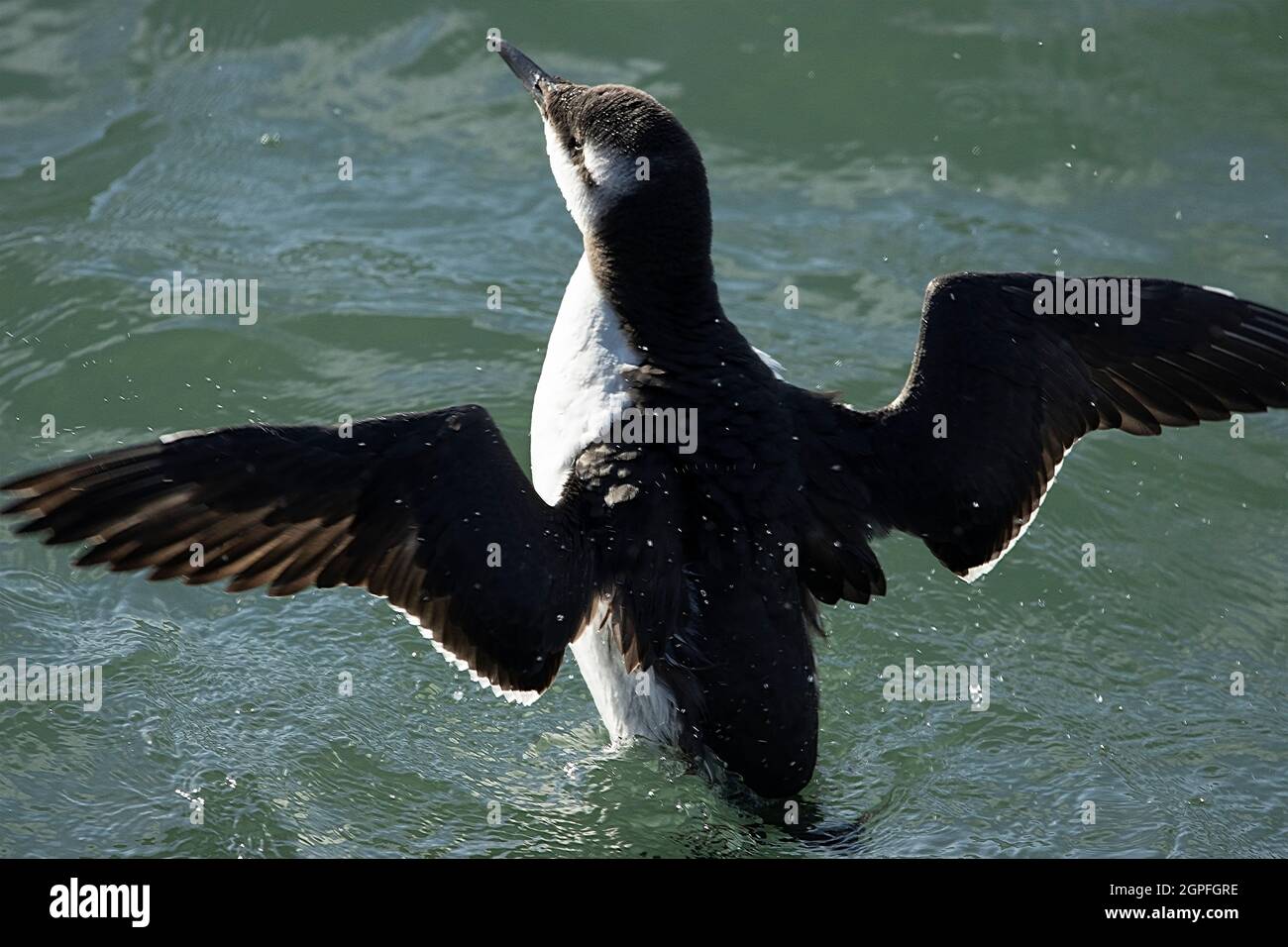 A Guillemot flaps its wings after a vigorous grooming session whilst floating and resting on a calm sea. These small auks nest on the rocky cliffs Stock Photo