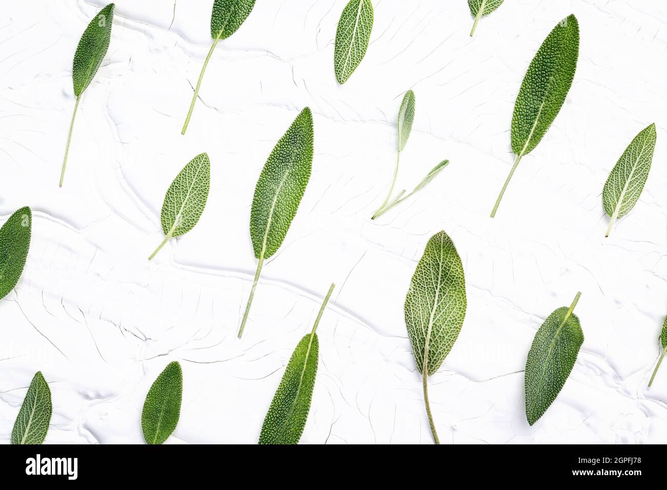 Closeup fresh sage leaves on white wooden background . Alternative