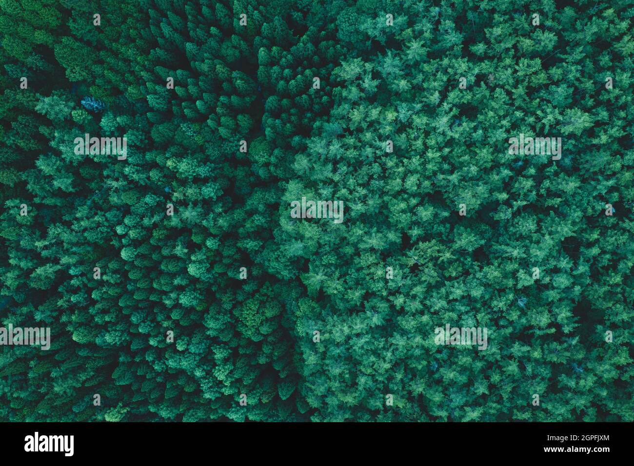 Aerial image of forest in Japan Stock Photo