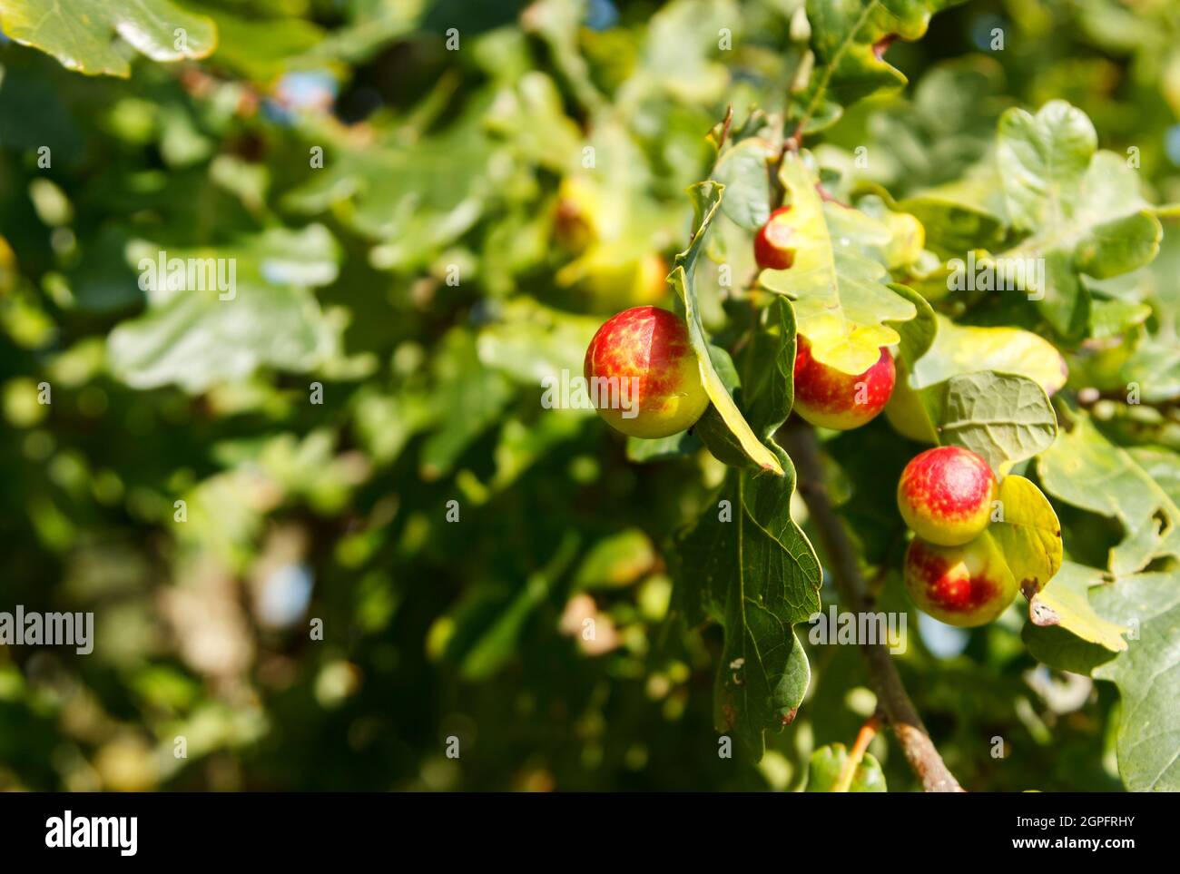 fruits of the pedunculate oak in the forest on sunny autumn day Stock Photo