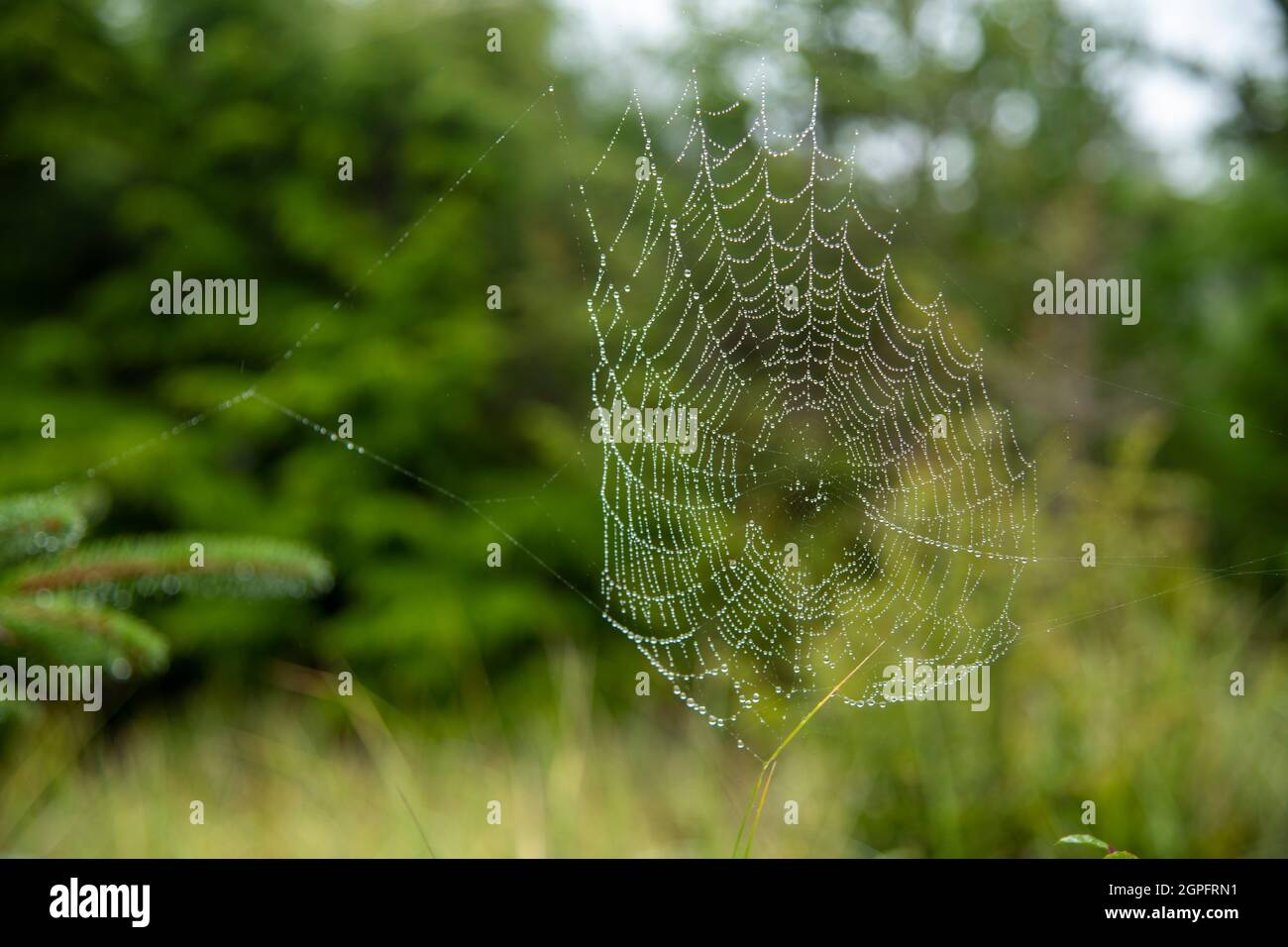 Spiderweb with Dewdrops Stock Photo