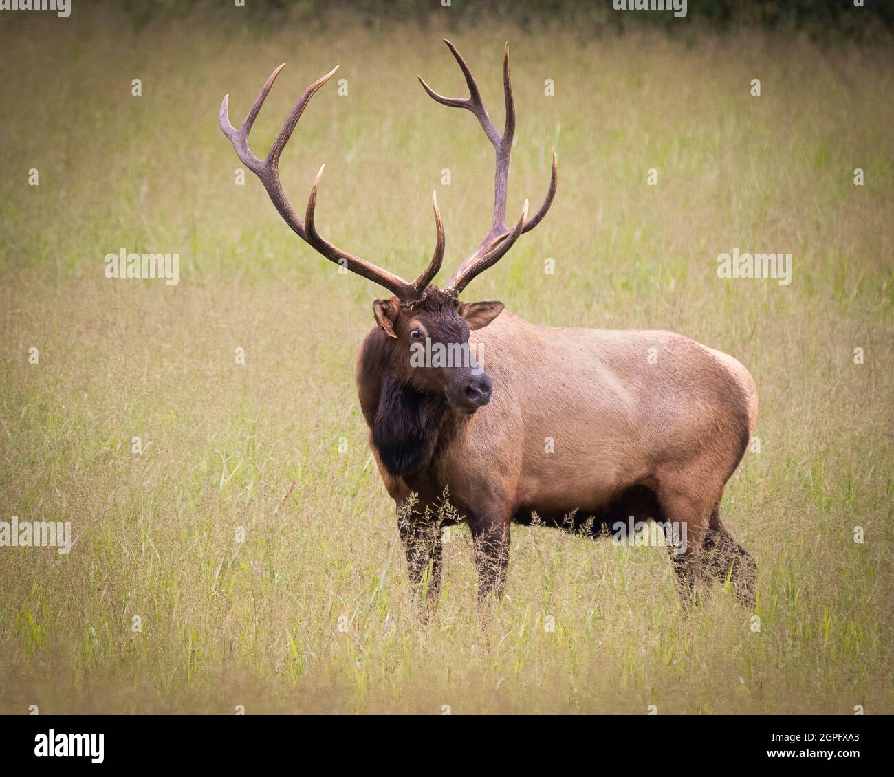 A massive bull elk spots a foe Stock Photo