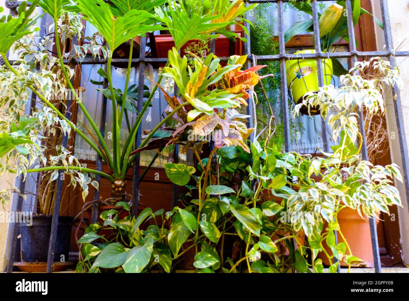 Old town Valencia Spain window house plants balcony plants window grille Stock Photo Alamy