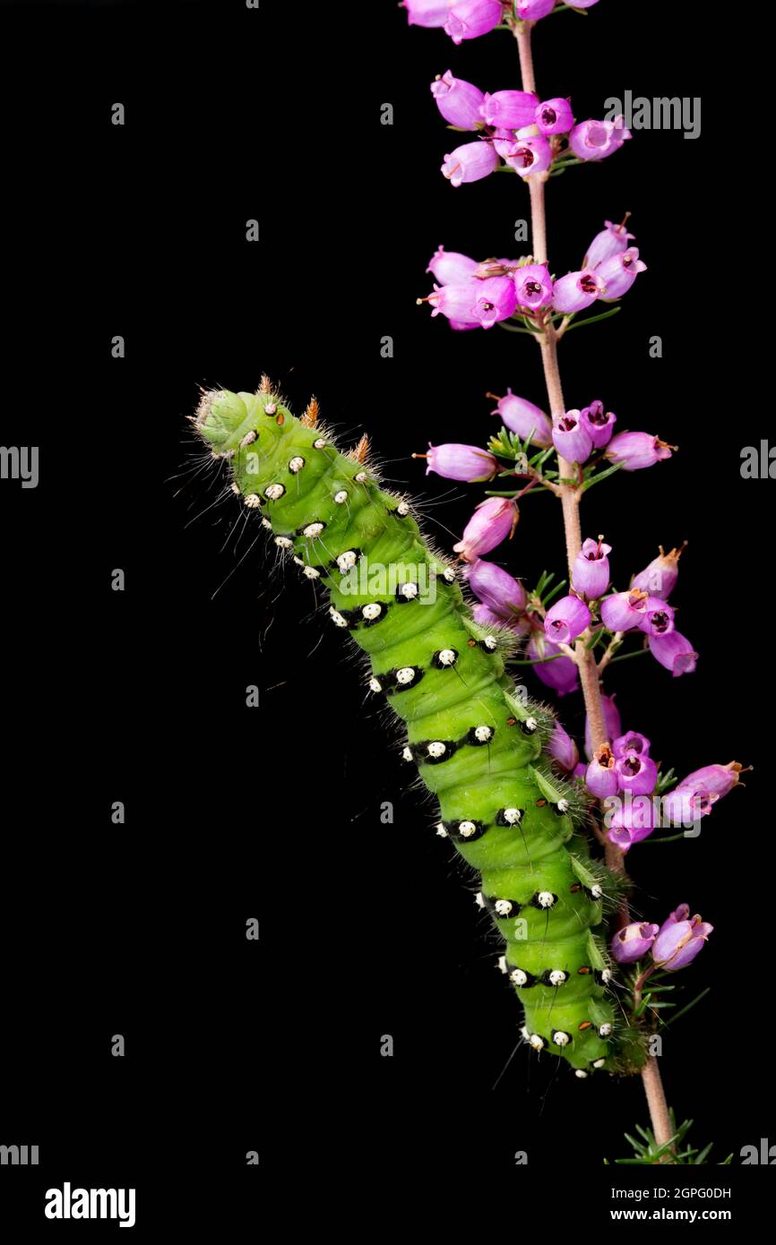 An example of the Emperor moth caterpillar, Saturnia pavona, photographed in a studio on heather against a black background. Dorset England UK GB Stock Photo