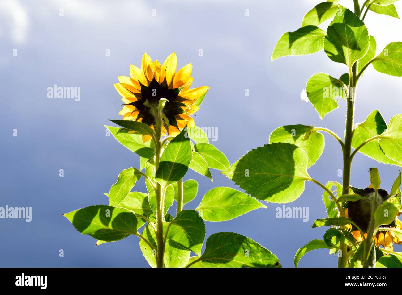 Urban gardening - sunflowers and stormclouds Stock Photo