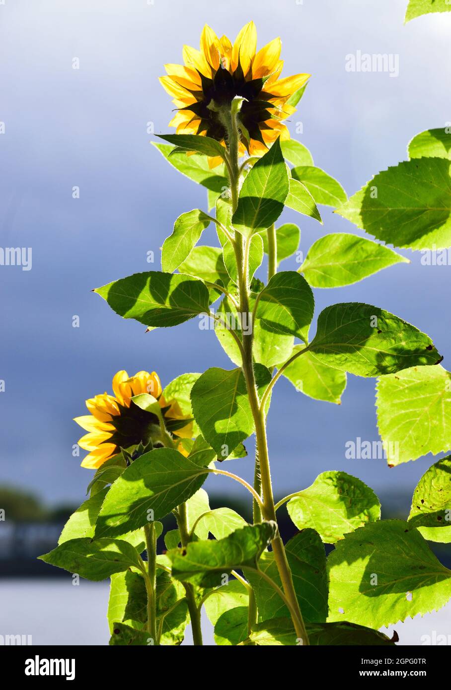 Urban gardening - sunflowers and stormclouds Stock Photo