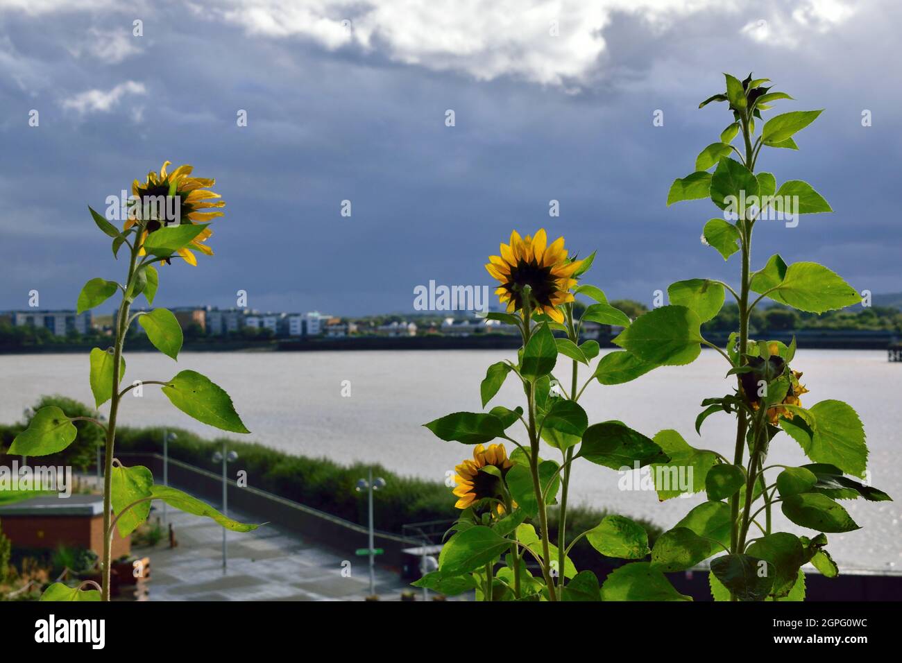 Urban gardening - sunflowers and stormclouds Stock Photo