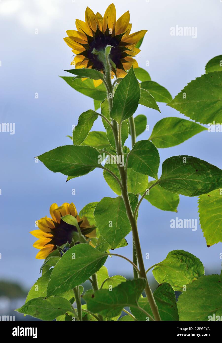 Urban gardening - sunflowers and stormclouds Stock Photo