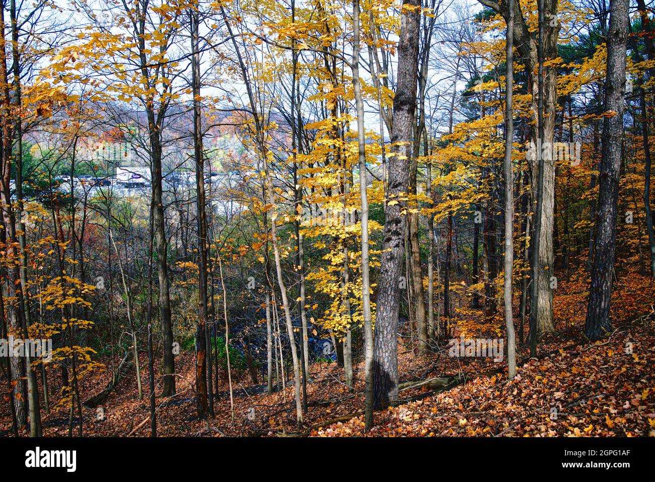 Autumn leaf colour in the valley in Ontario, Canada Stock Photo - Alamy