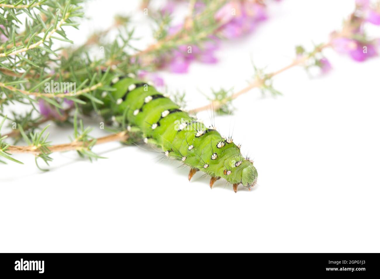 An example of the Emperor moth caterpillar, Saturnia pavona, photographed in a studio on heather against a white background. Dorset England UK GB Stock Photo