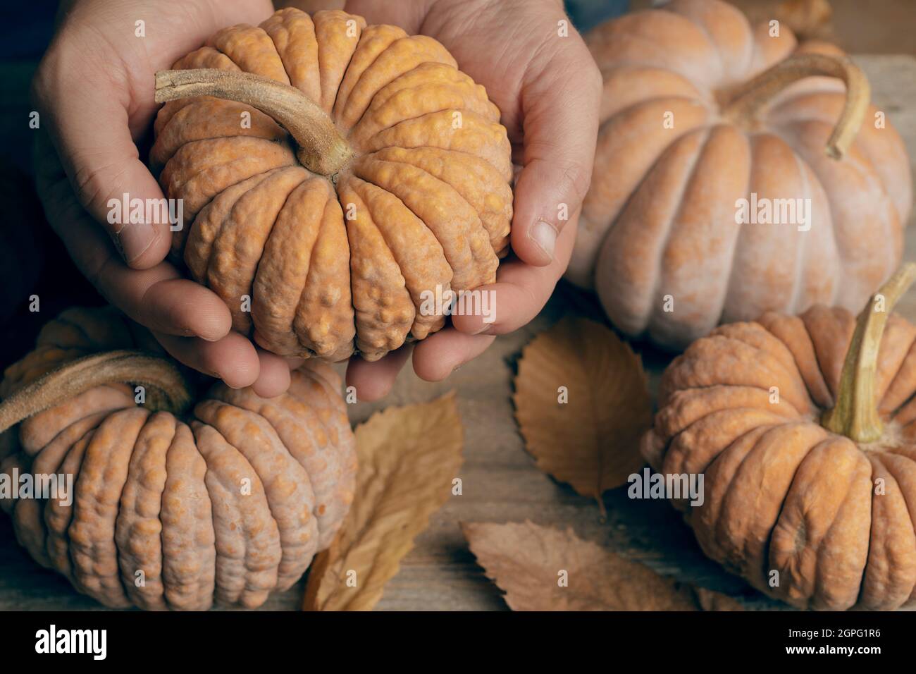 Man hold a futsu black japanese pumpkin over a table full of various kind of pumpkins Stock Photo