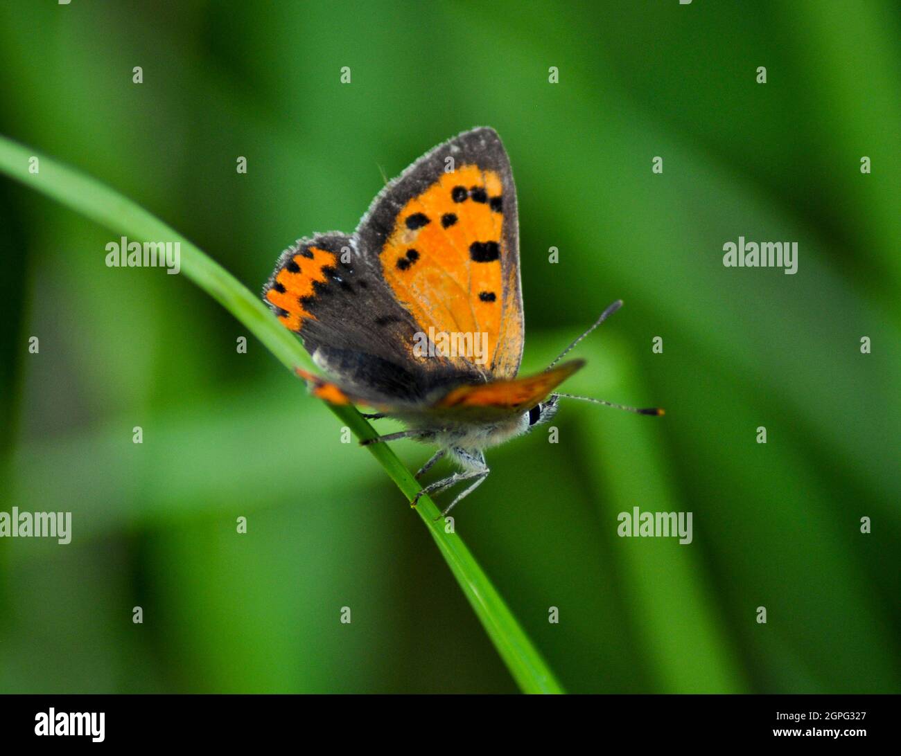 Small Copper Butterfly (Lycaena phlaeas) on a blade of grass - Isle of Arran, Scotland, August Stock Photo