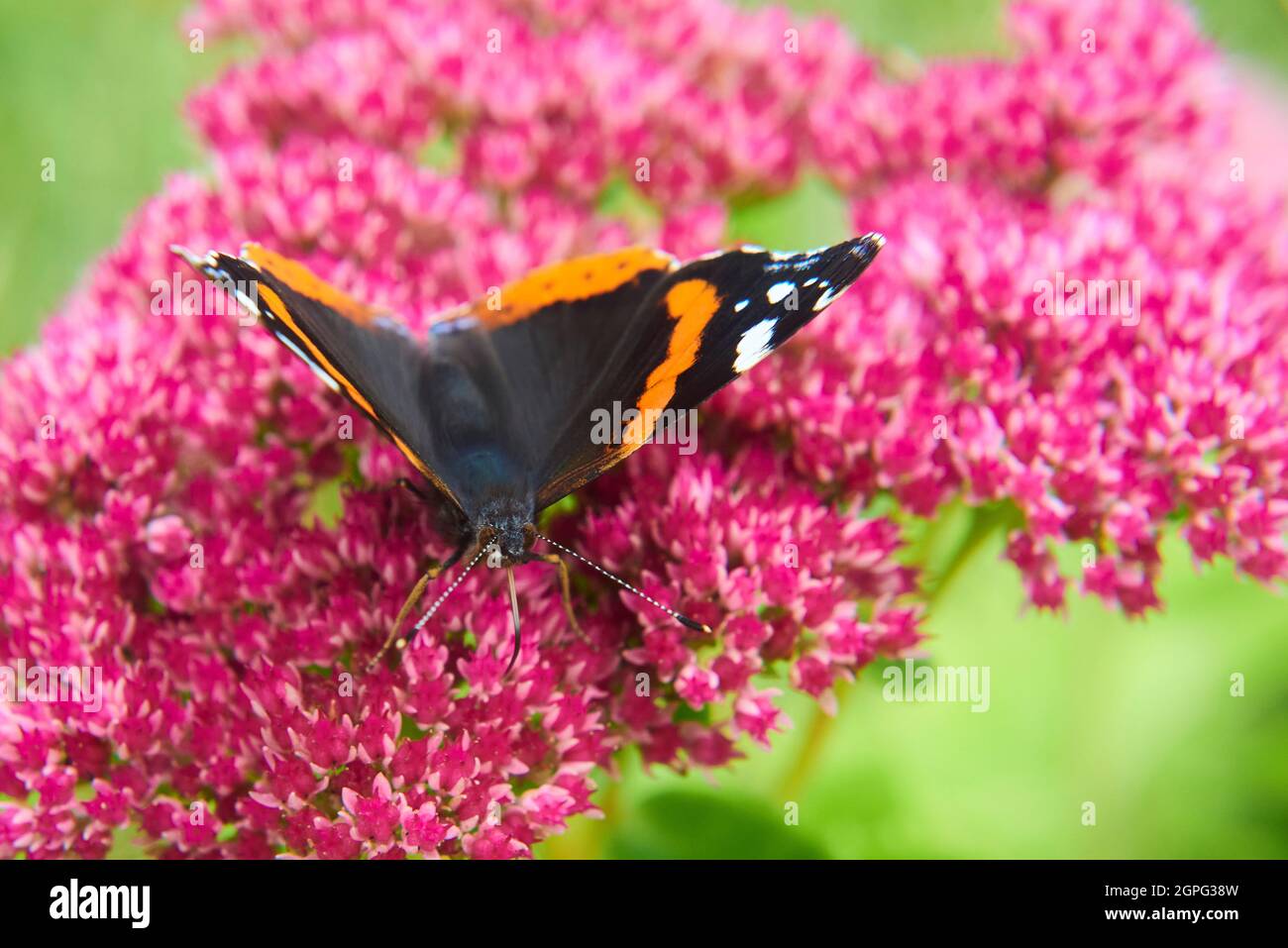 Colorful Red Admiral (Vanessa atalanta) Butterfly sitting on a Flower Stock Photo