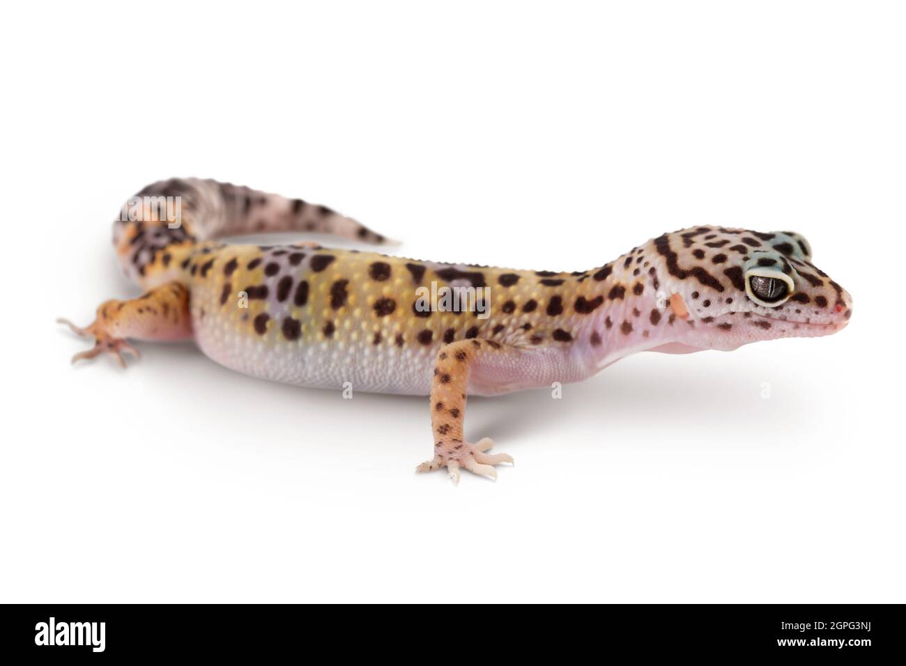 Leopard gecko or Eublepharis macularius isolated on white background with clipping path and full depth of field Stock Photo