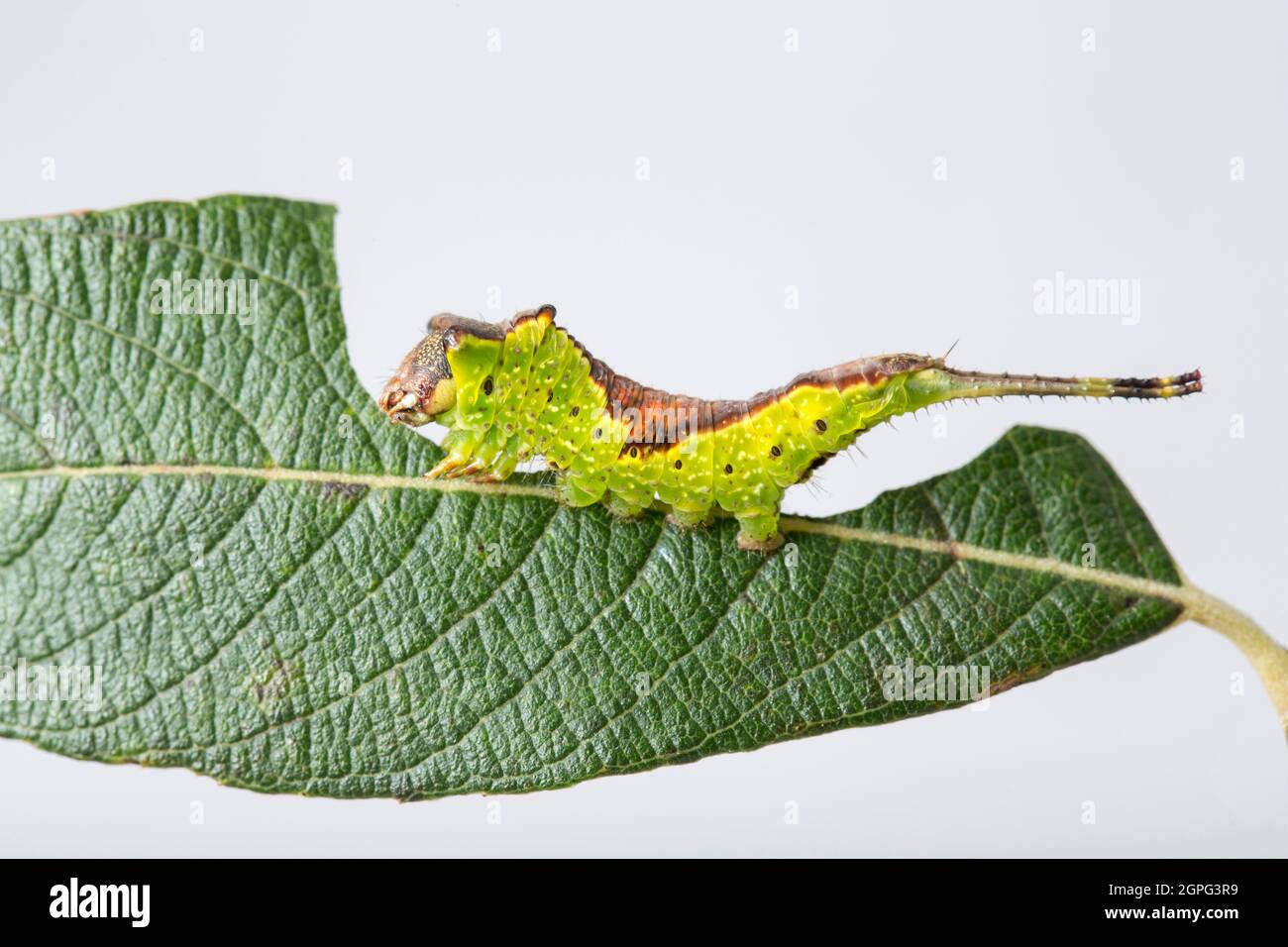 An example of a Sallow Kitten moth caterpillar, Furcula furcula, that has been feeding on a sallow leaf. Photographed in a studio on a white backgroun Stock Photo