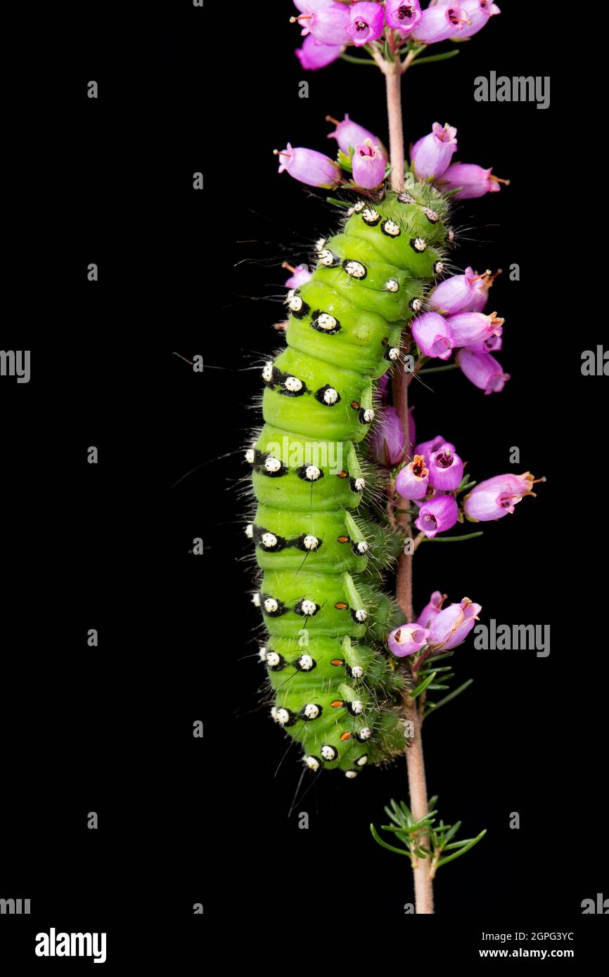 An example of the Emperor moth caterpillar, Saturnia pavona, photographed in a studio on heather against a black background. Dorset England UK GB Stock Photo