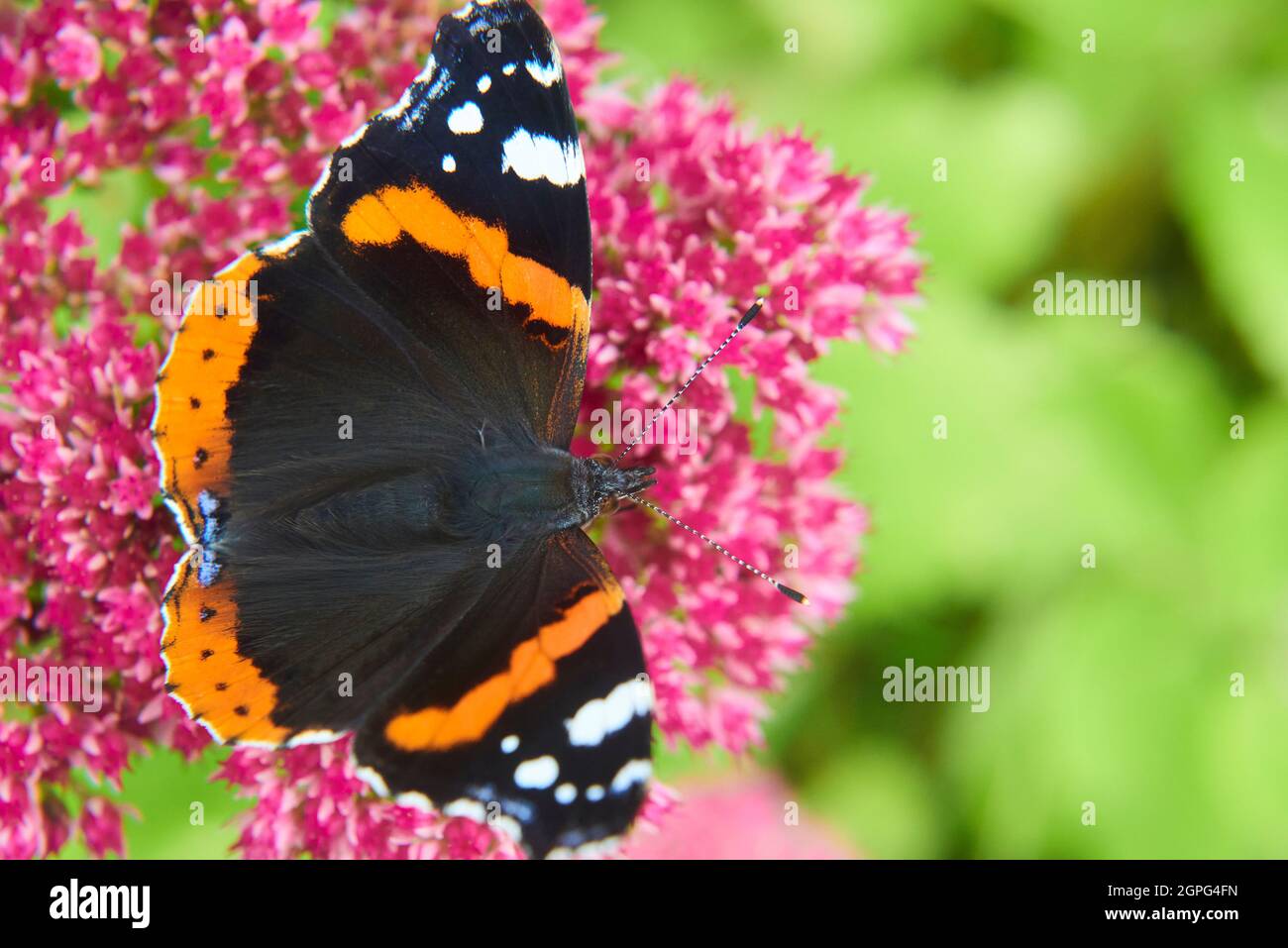 Colorful Red Admiral (Vanessa atalanta) Butterfly sitting on a Flower Stock Photo