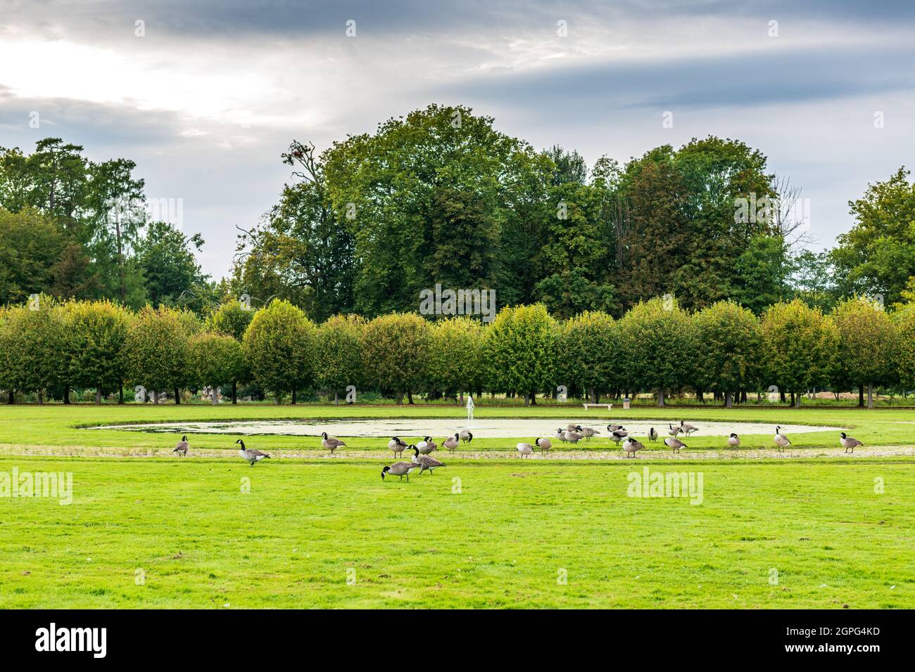 Oies Bernache du Canada dans le parc du  Château de Chantilly, France, Oise, automne Stock Photo
