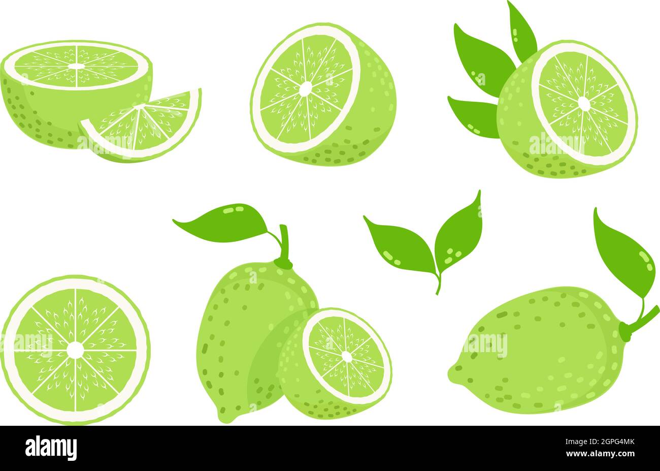 Lime fruits. Citrus slices, isolated green lemons. Fresh vitamin c
