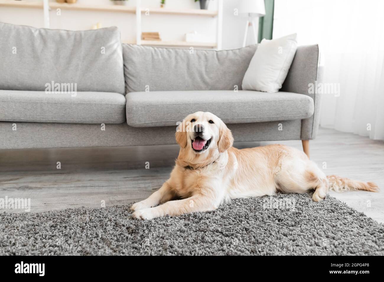 Portrait of cute happy dog lying on the floor carpet Stock Photo - Alamy