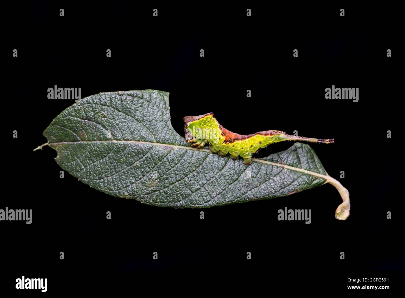 An example of a Sallow Kitten moth caterpillar, Furcula furcula, that has been feeding on a sallow leaf. Photographed in a studio on a black backgroun Stock Photo