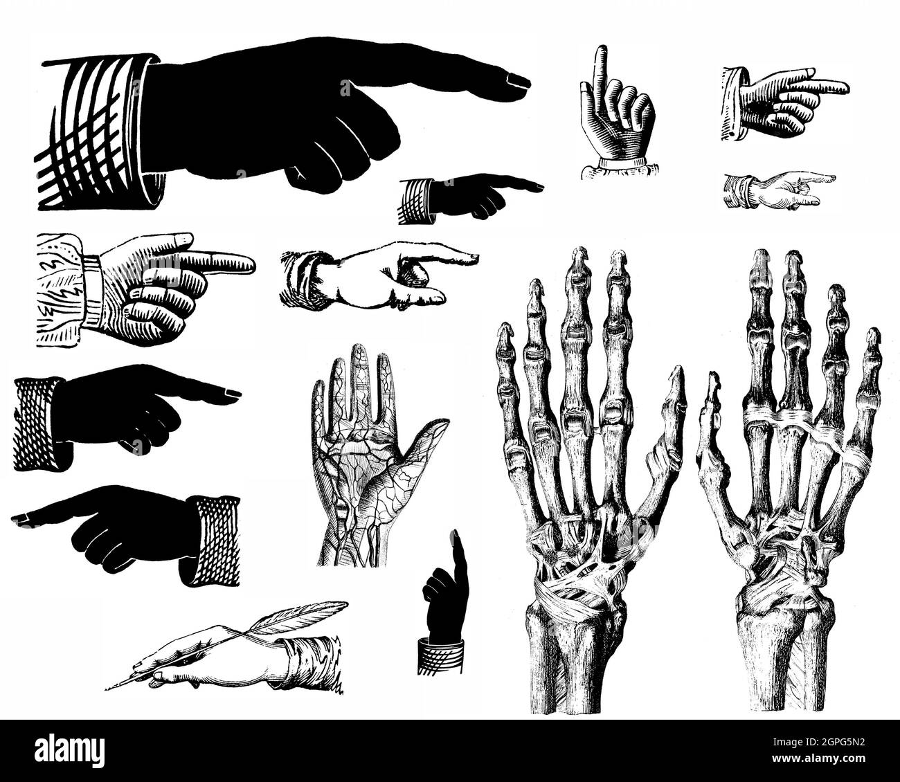 Skeleton hand Cut Out Stock Images & Pictures - Alamy