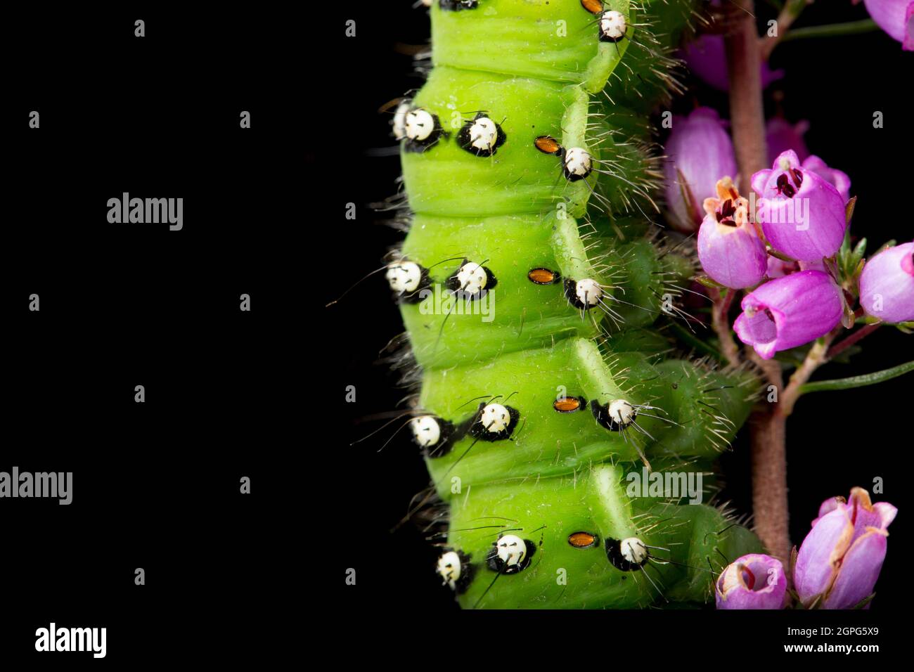 Detail of the Emperor moth caterpillar, Saturnia pavona, photographed in a studio on heather against a black background. Dorset England UK GB Stock Photo
