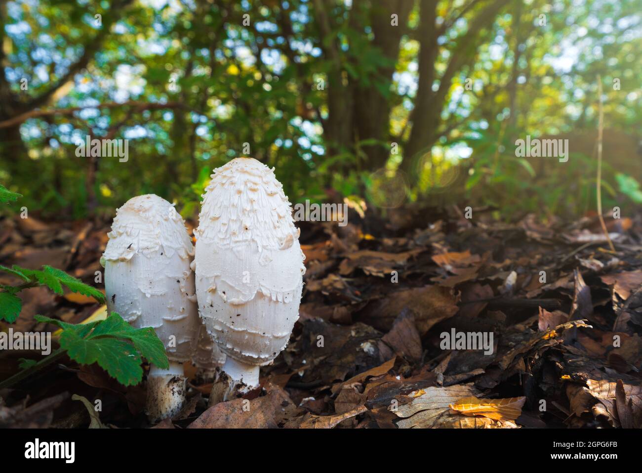 Coprinus comatus mushroom in autumn forest Stock Photo