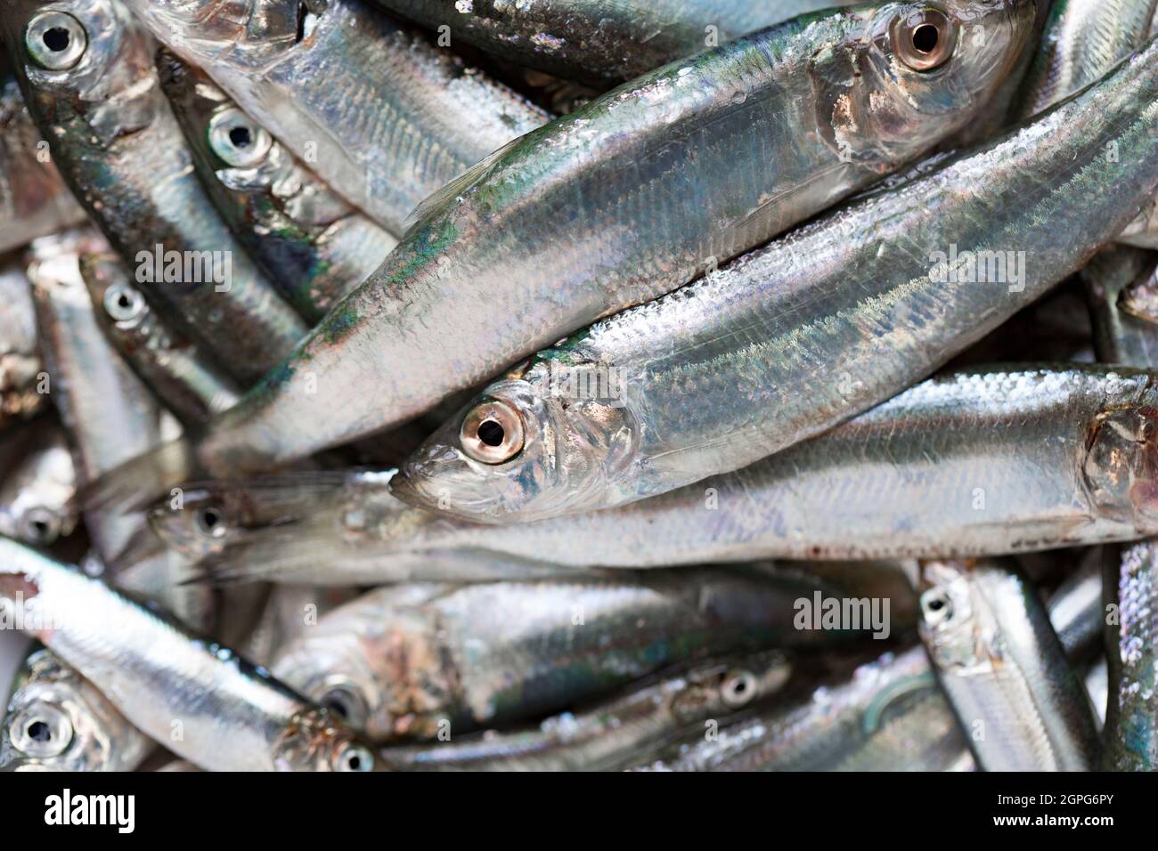 Fresh, raw sprats, Sprattus sprattus, caught in Lyme Bay Dorset. Sprats are a small, shoaling fish that are high in fish oils and often sold labelled Stock Photo