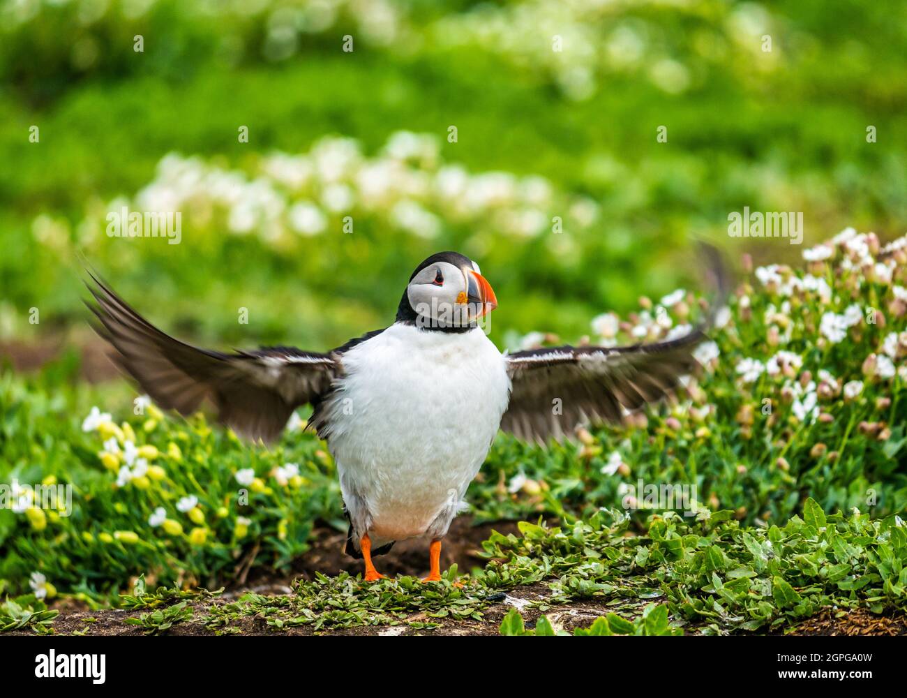 Puffin, Fratercula arctica, with outstretched flapping wings, Isle of May seabird nature reserve, Scotland, UK Stock Photo