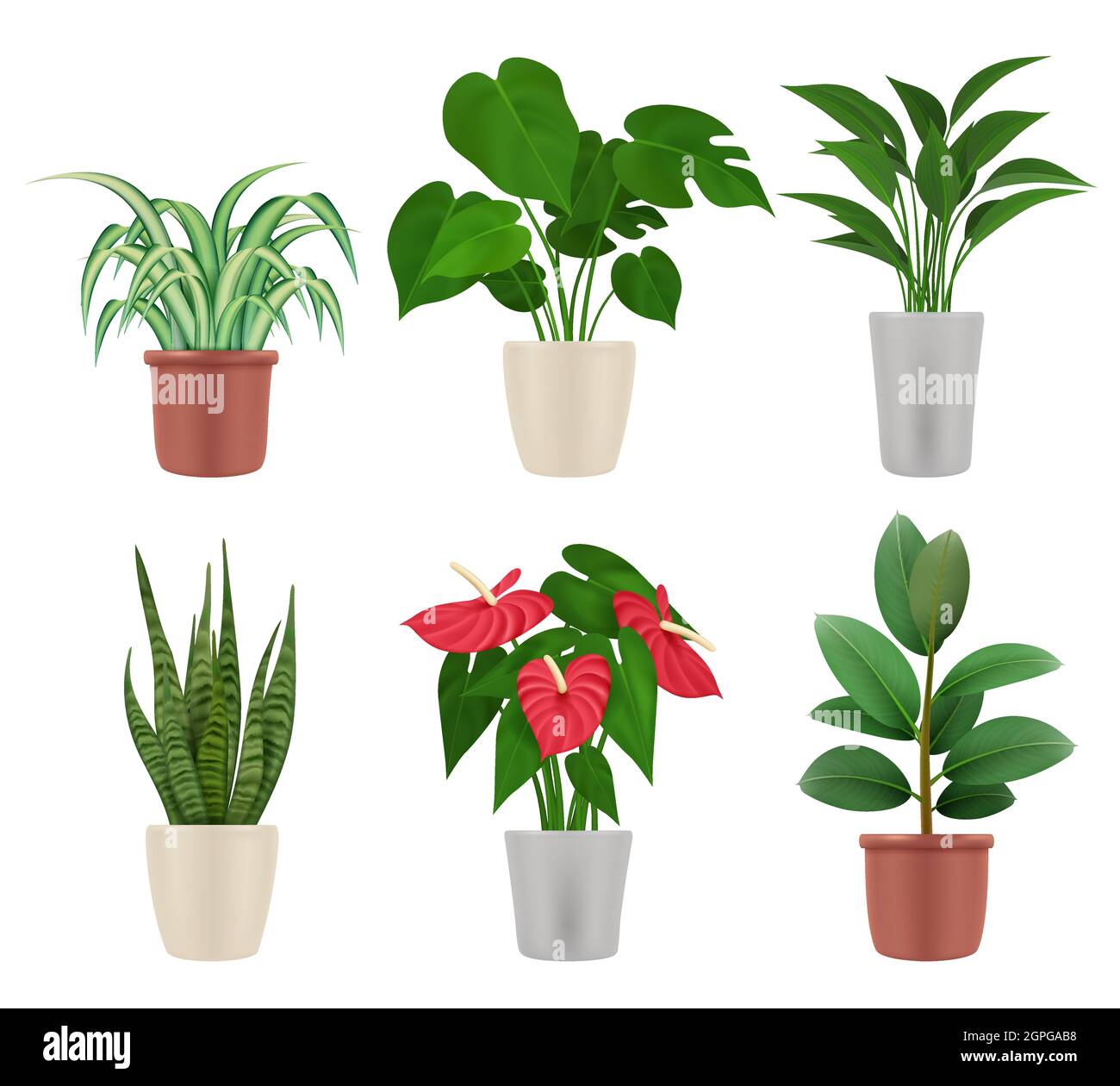 Decorative plants. Home flowers in pots colorful botanical