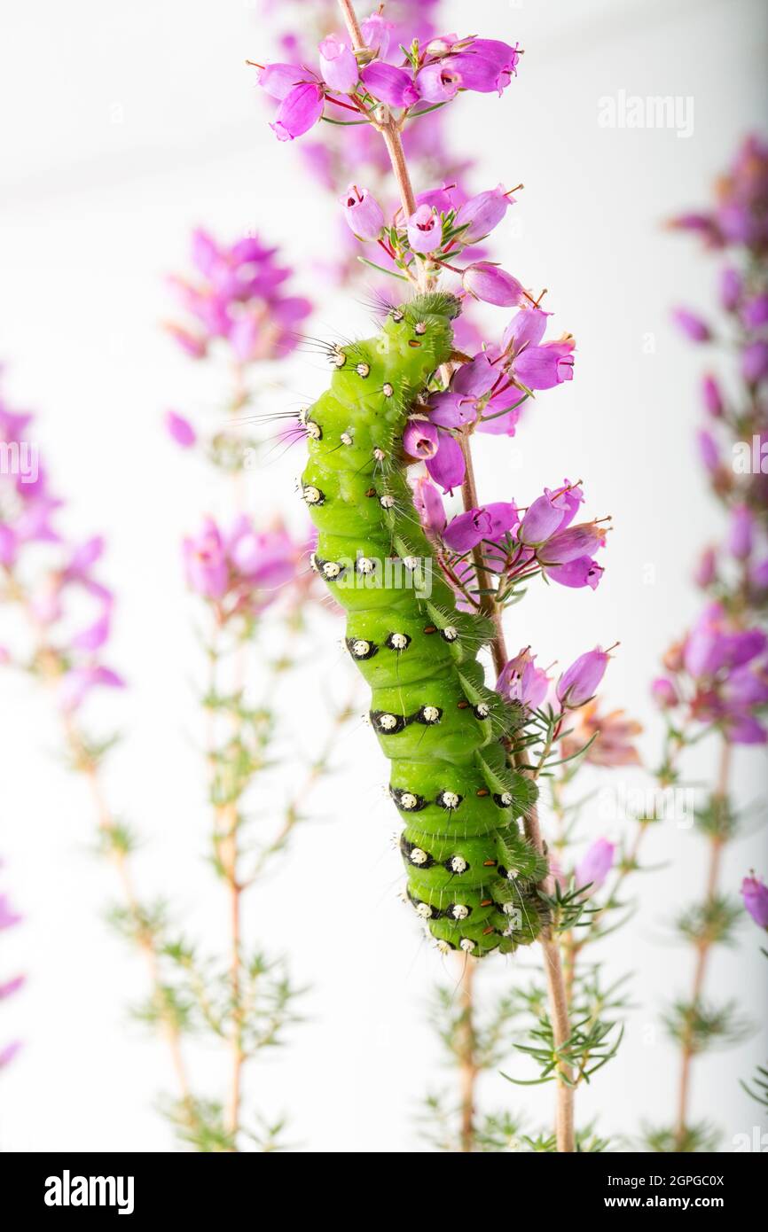 An example of the Emperor moth caterpillar, Saturnia pavona, photographed in a studio on heather against a white background. Dorset England UK GB Stock Photo