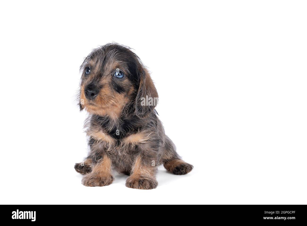 Closeup of a bi-colored wire-haired Dachshund dog puppy isolated on a ...