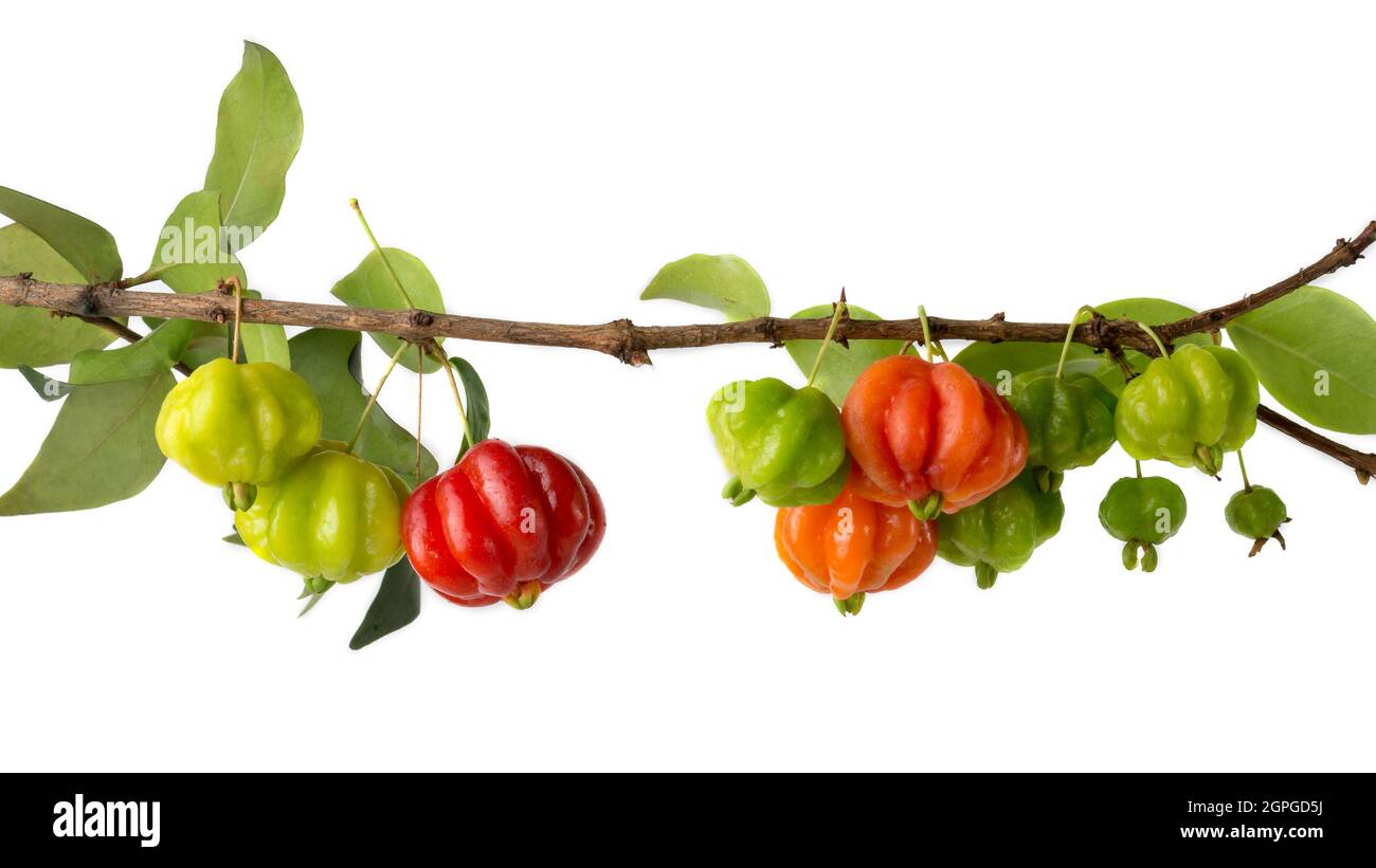 surinam cherries or pitanga fruit also known as brazilian cherry or cayenne cherry or florida