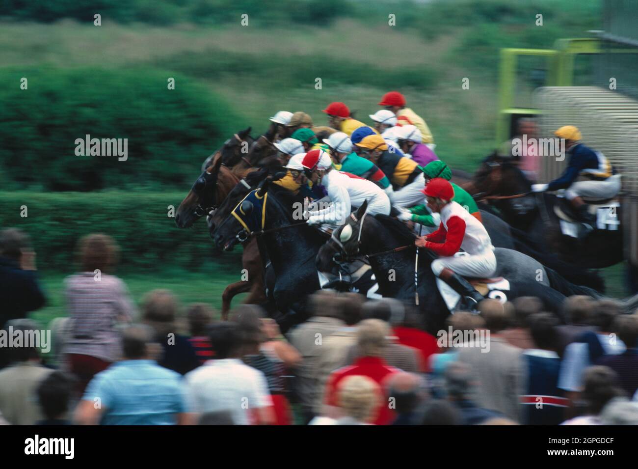 Sport. Horse racing on turf. Stock Photo