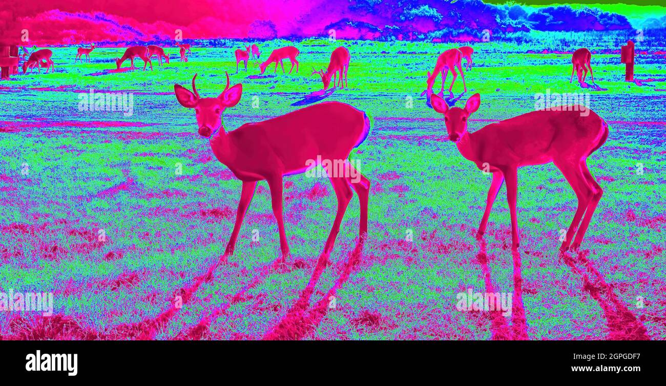 Herd of South Texas Deer at night under a IR Thermal Camera. Stock Photo