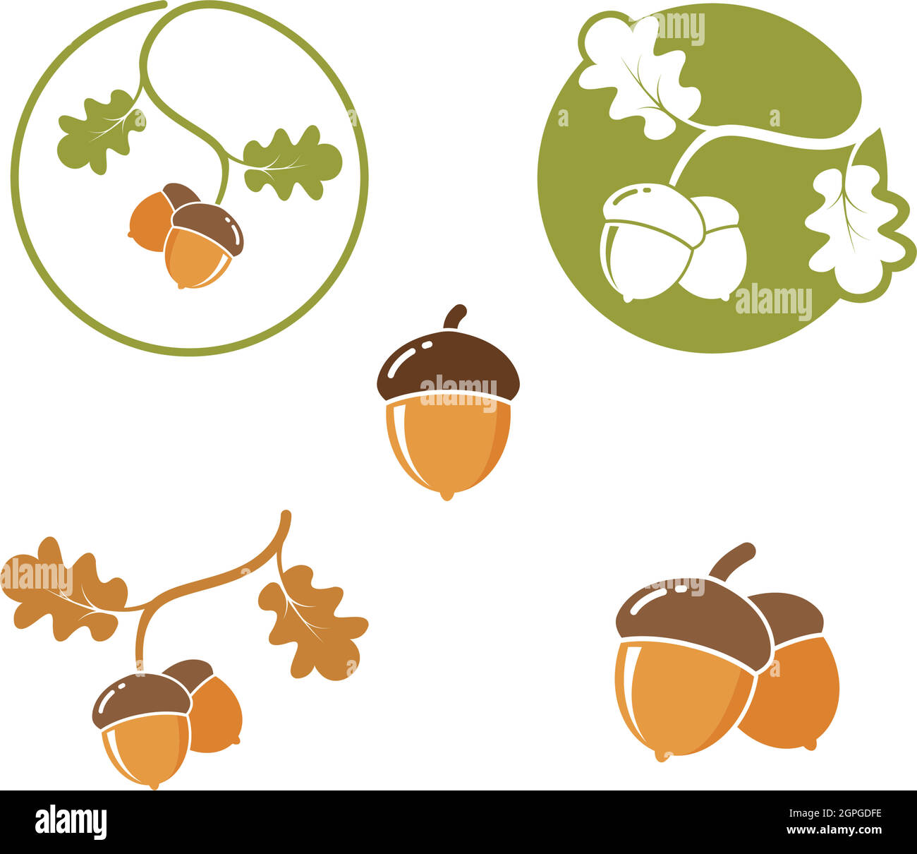 oak acorn vector illustration design Stock Vector