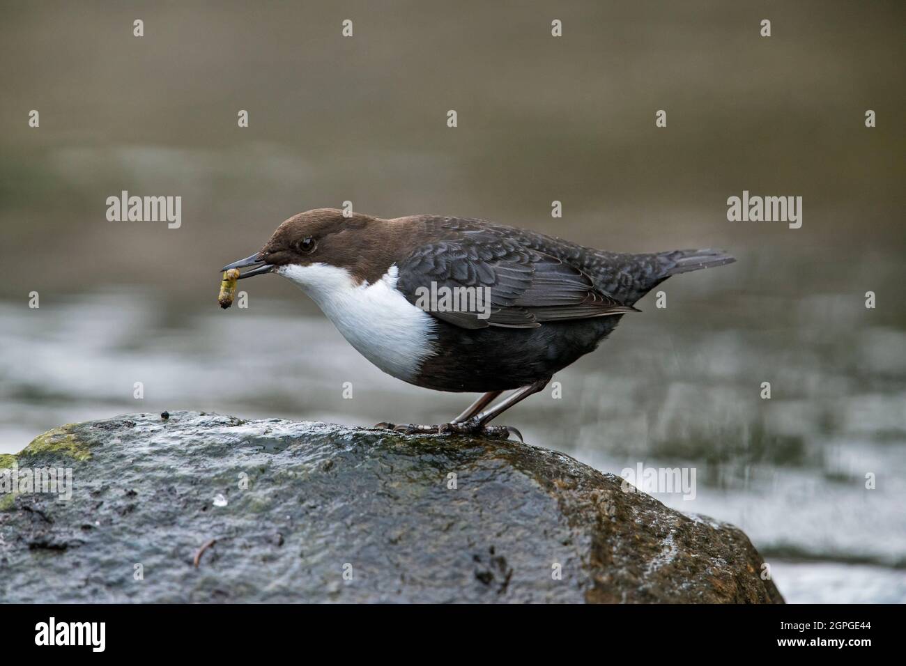 White-throated dipper / European dipper (Cinclus cinclus) perched on rock with aquatic insect prey in beak in stream in winter Stock Photo