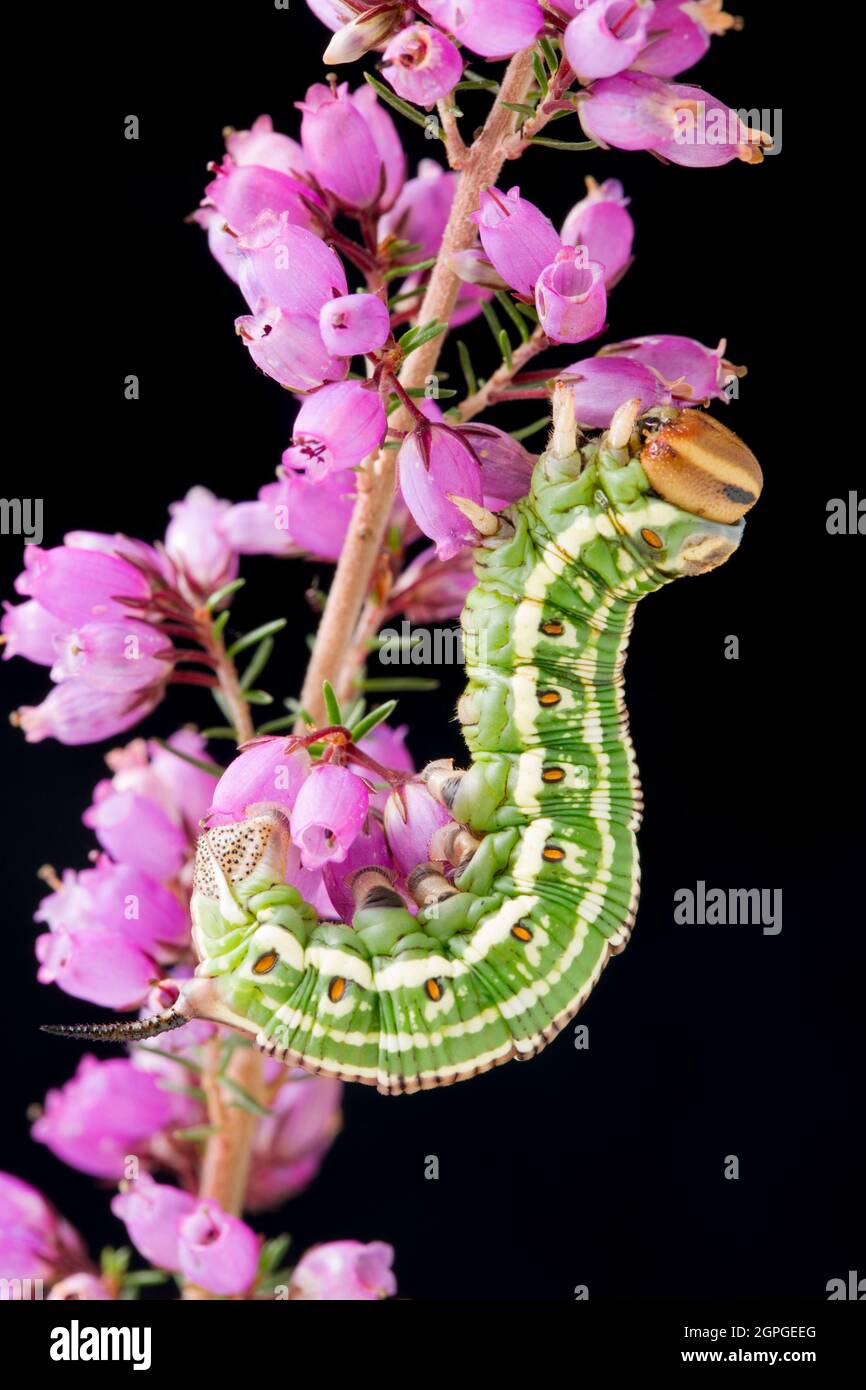 An example of the caterpillar of the Pine hawk moth, Hyloicus pinastri, photographed in a studio resting on heather agaunst a black background. Dorset Stock Photo