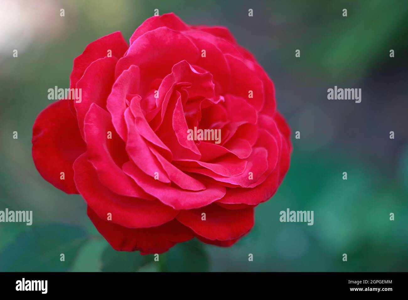 Red rose in the gadren, close. Autumn time. Stock Photo