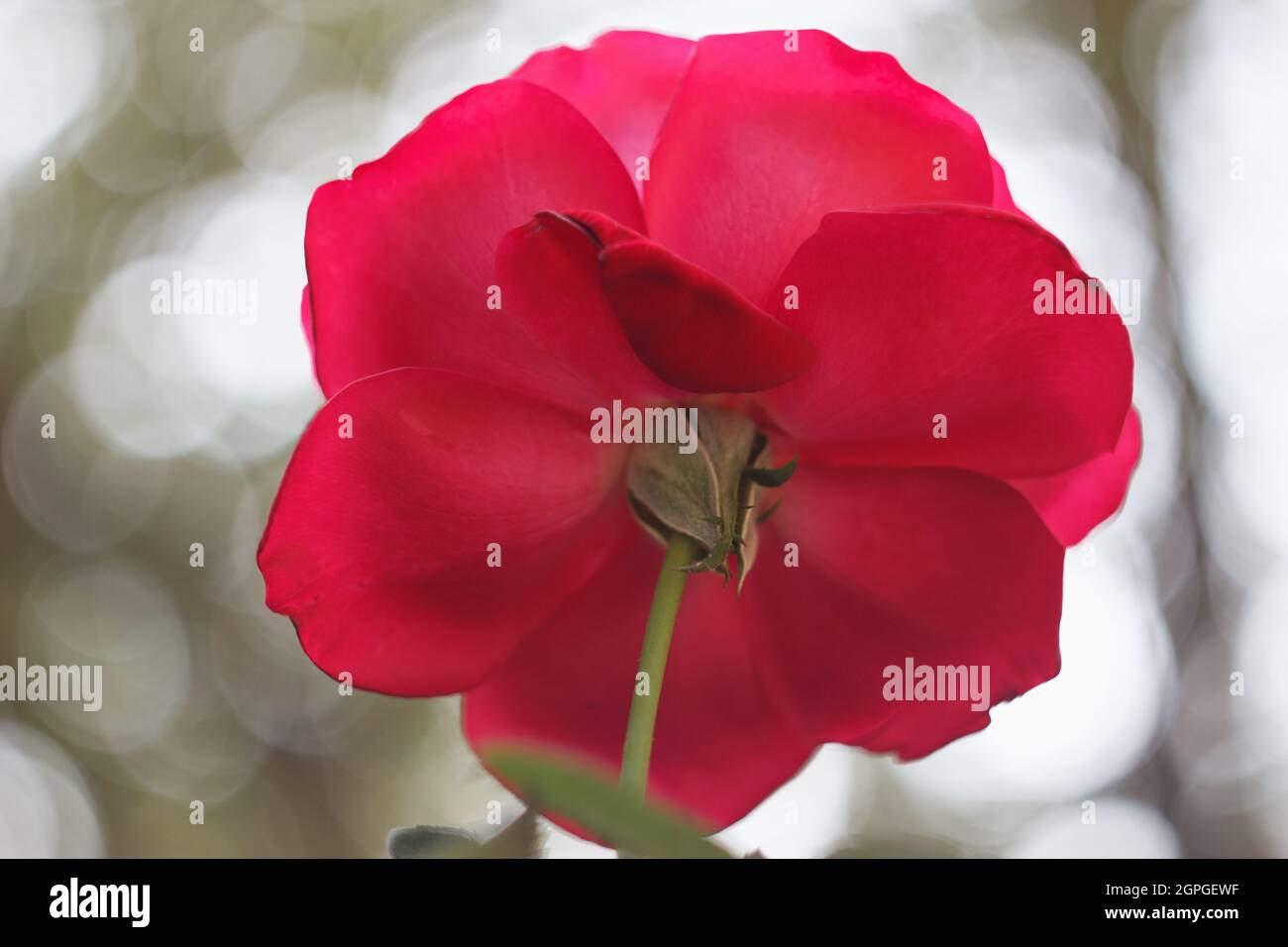 Red rose in the gadren, close. Autumn time. Stock Photo
