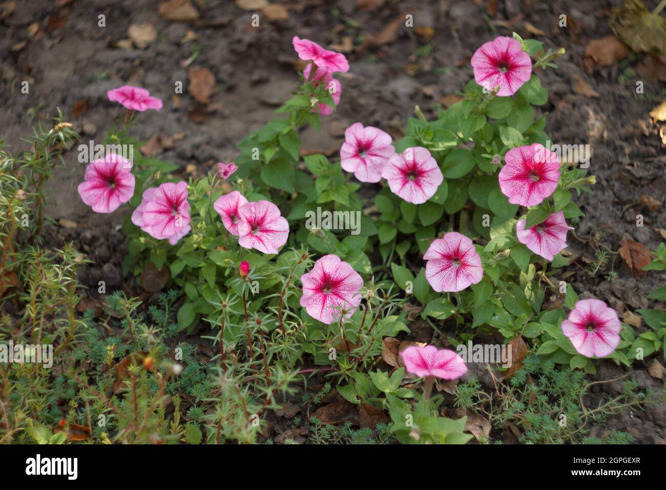 Pink petunia in the autumn garden, close-up Stock Photo